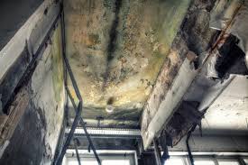 Best Basement Mold Removal  in Myrtle Grove, NC